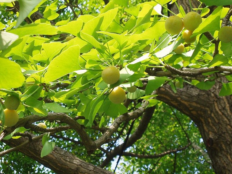 Гинкго Билоба, <noindex><a href=//www.youryoga.org class=hide>+++ Копировать материал НЕЛЬЗЯ - © www.youryoga.org/copyright.htm +++</a></noindex> чудо растение Гинкго Билоба, <noindex><a href=//www.youryoga.org class=hide>-- © Авторские права ... КОПИРОВАНИЕ ЗАПРЕЩЕНО ... www.youryoga.org/copyright.htm -- © Веретенников Сергей -- Копировать любую часть данной практики ЗАПРЕЩАЕТСЯ его Автором --</a></noindex> чудо растение